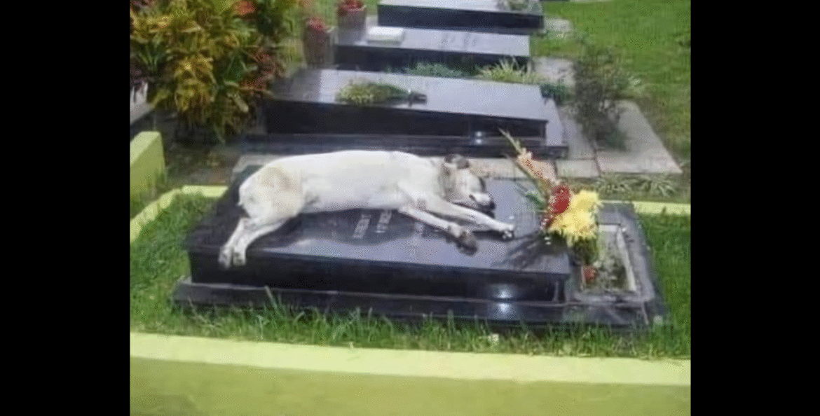 For-six-years-a-Dog-named-Capitan-🐕-Slept-at-his-Owners-Gr.a.ve-every-night🌙.png