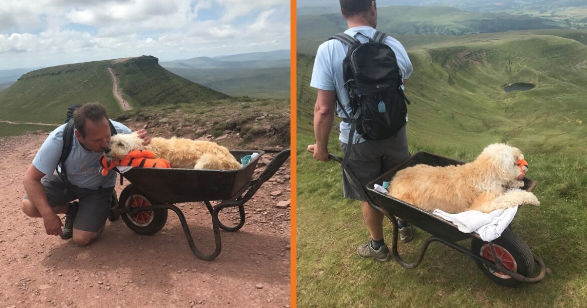 Man-Wheelbarrows-His-Dying-Dog-Up-His-Favorite-Mountain-One-Last-Time.jpg