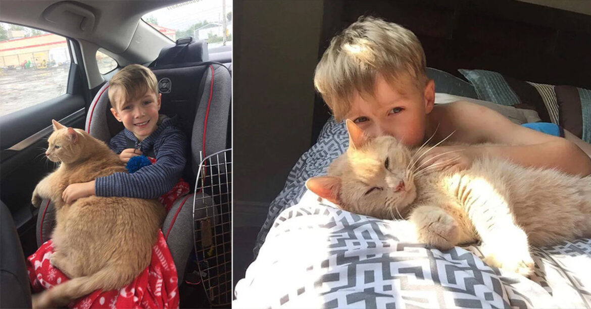 Young-boy-offered-any-Animal-in-the-Shelter-picks-10-Year-Old-XL-ginger-Cat-1.jpg