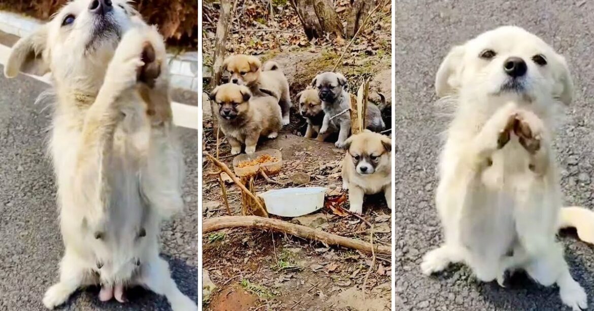 Desperate-Mother-Dog-Blocks-Road-Begs-For-Food-For-Her-Puppies-In-Cave.jpg