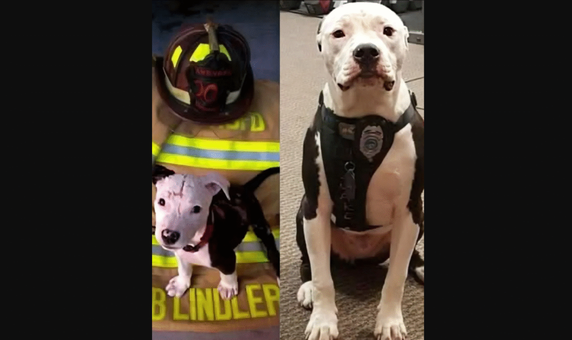 The-Burned-Puppy-who-became-a-Firefighter.png